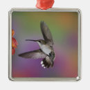 Recherche de hummingbird ornements Oiseau