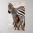 Zoek naar zebra posters Landschap