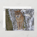 Recherche de loup neige cartes postales Hiver