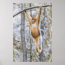 Recherche de singe nez posters Animaux mignons