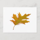 Zoek naar rode eik briefkaarten Rood