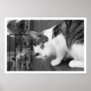 Recherche de intéressant posters Chat