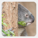 Recherche de faune australienne autocollants Marsupial