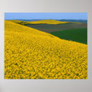 Recherche de canola posters Champ