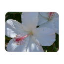Recherche de parfums magnets Nature