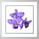 Recherche de orchidées posters Imprimer