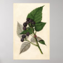 Recherche de deco blackberry posters Pour tous