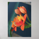 Recherche de orange orchid posters Fleurs