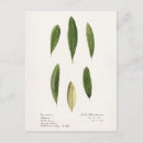 Recherche de olives cartes postales Vert