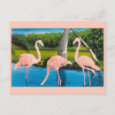 Zoek naar vintage flamingo briefkaarten Reizen