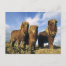 Recherche de poney shetland posters Ensemble