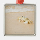 Recherche de best surf ornamente Nature