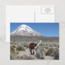 Recherche de la bolivie cartes postales Alpaga