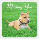 Recherche de pitbull chien autocollants Chiot