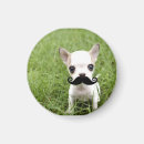 Recherche de de chiwawa magnets Drôle