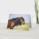 Zoek naar hengsten kaarten Wilde paarden