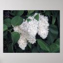 Recherche de lilas posters Blanc