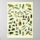 Recherche de petite bestiole posters Vintage