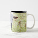 Recherche de veau de vache tasses Agriculture