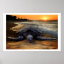Zoek naar schildpad posters Buiten