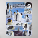 Recherche de empereurs posters Antarctique