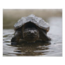 Recherche de tortue photographie Tortues