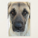 Recherche de anatolien Dog