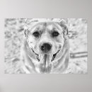 Recherche de labrador heureux posters Animal