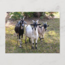 Recherche de photo de chèvre cartes postales Nature