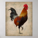 Recherche de coq vintage posters Poulet