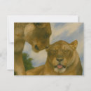 Recherche de lioness cartes postales Gros chat