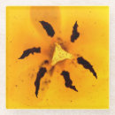 Recherche de fleur tulipe de dessous de verres Plante