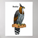 Zoek naar cartoon adelaar posters Vogel