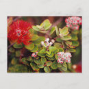 Zoek naar vulkanen briefkaarten Bloemen