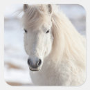 Recherche de cheval islandais autocollants Poulain