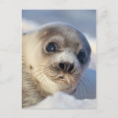 Recherche de jour du canada cartes postales Faune