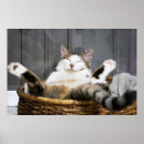 Zoek naar baby kat posters Grappig