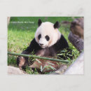Recherche de panda géant cartes postales Chine