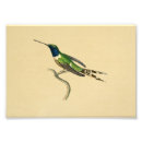 Zoek naar ornithologie posters Illustratie