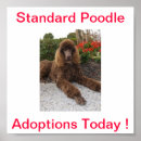 Recherche de le caniche standard posters Chien