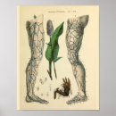 Recherche de anatomie pied art Vintage
