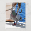 Recherche de pigeons cartes postales Passionné de pigeon