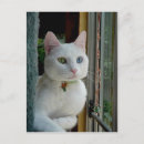 Recherche de relaxation cartes postales Chat