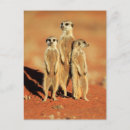 Recherche de kalahari cartes postales Nature