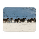Recherche de conduite magnets Cheval