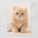 Recherche de chaton mignon cartes postales Animal de compagnie