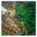 Recherche de jeune animal carreaux Photographie