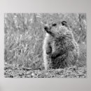 Recherche de canard blanc posters Mignon