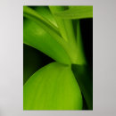 Zoek naar bamboe posters Fotografie