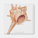 Recherche de créatures magnets Coquille